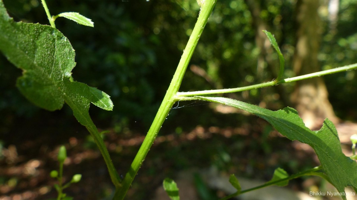 Pluchea paniculata (Willd.) Karthik. & Moorthy